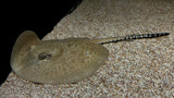 Male Pearl Stingray Hybrid (Potamotrygon sp.) - T49 WISIWYG