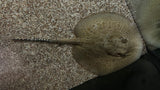 Male Pearl Stingray Hybrid (Potamotrygon sp.) - T49 WISIWYG