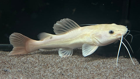Phantom Redtail Catfish (Phractocephalus Hemioliopterus) - Large WYSIWYG
