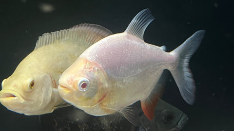 Albino Pacu (Piaractus brachypomus) - Medium