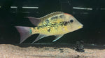 Gold Dust Geophagus (Geophagus "Alto Sinu") - Pair (WYSIWYG)