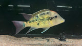 Gold Dust Geophagus (Geophagus "Alto Sinu") - Pair (WYSIWYG)