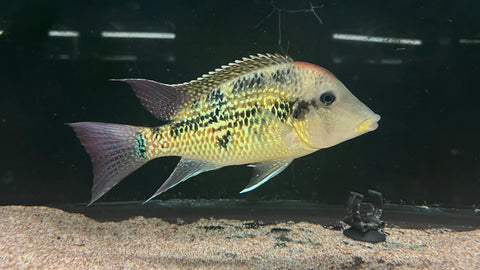 Gold Dust Geophagus (Geophagus "Alto Sinu") - Pair (WYSIWYG)