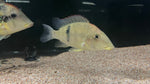 Gold Dust Geophagus (Geophagus "Alto Sinu") - Pair (WYSIWYG)