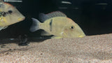Gold Dust Geophagus (Geophagus "Alto Sinu") - Pair (WYSIWYG)