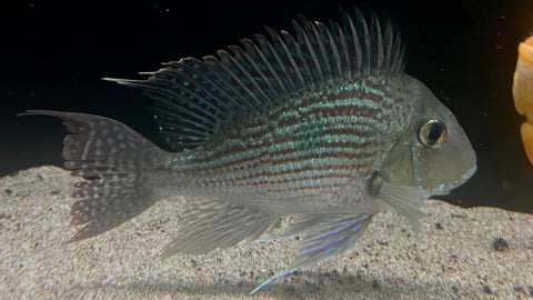 Geophagus Sveni - Jumbo
