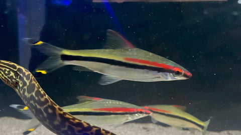 Denison Barb (Sahyadria denisonii) - Large