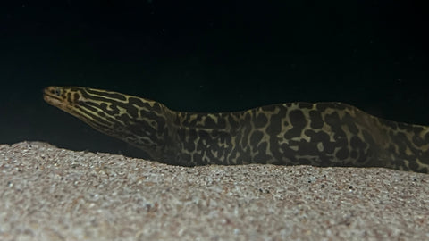 Tiger Moray (Gymnothorax polyuranodon) - Large