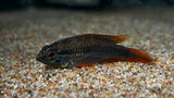 Apistogramma Agassizi Super Red - Assumed Pair