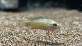 Apistogramma Agassizi Super Red - Assumed Pair