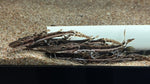Tiger Shovelnose Catfish (Pseudoplatystoma Fasciatum) - Small