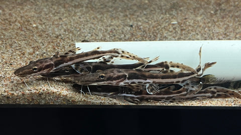 Tiger Shovelnose Catfish (Pseudoplatystoma Fasciatum) - Small
