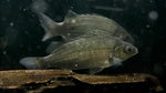 Jade Perch (Scortum barcoo)