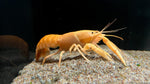 Apricot Lobster (Cherax holthuisi)