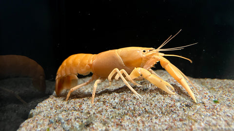 Apricot Lobster (Cherax holthuisi)
