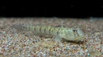 Candy Cane Goby (Awaous flavus)