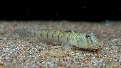 Candy Cane Goby (Awaous flavus)