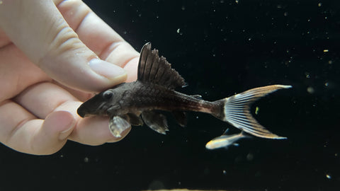 L-203 Lyretail Titanic Pleco (Panaque schaeferi)