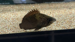 African Leaffish (Polycentropsis abbreviata)