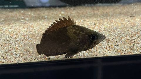 African Leaffish (Polycentropsis abbreviata)
