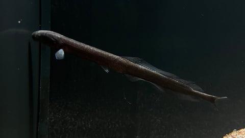 Eel Mormyrid (Isichthys henryi) - Rare