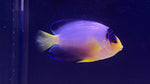 Multicolor Angel (Centropyge multicolor)*