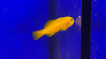 Yellow Clown Goby (Gobiodon okinawae)