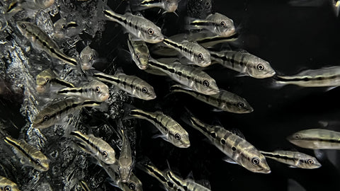 Available Freshwater Fish – The Waterfront SLC