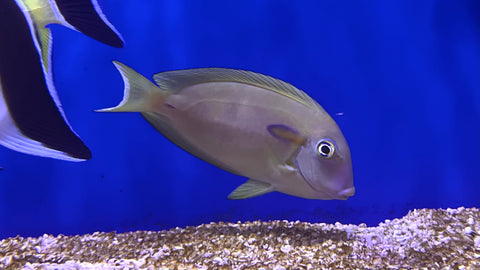 Orange Shoulder Tang (Acanthurus olivaceus)