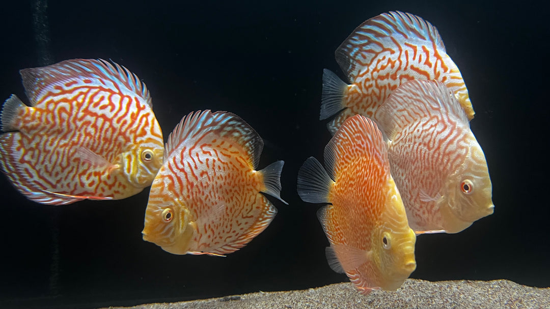 Available Freshwater Fish – The Waterfront SLC