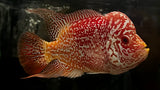 Full Pearl Golden Base Kamfa Flowerhorn - T2 WYSIWYG