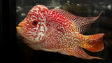Full Pearl Golden Base Kamfa Flowerhorn - T2 WYSIWYG