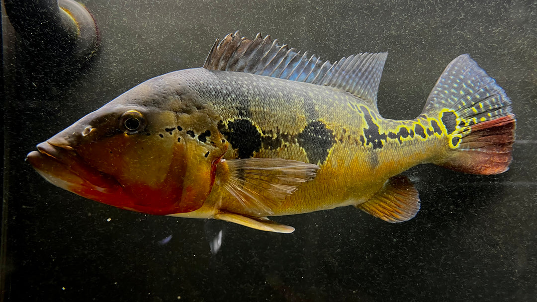 Available Freshwater Fish – The Waterfront SLC