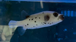 Dog Face Puffer (Arothron nigropunctatus)**