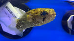 Porcupine Puffer (Diodon holocanthus)**