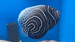 Emperor Angelfish (Pomacanthus imperator)* - Changing
