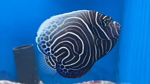 Emperor Angelfish (Pomacanthus imperator)* - Changing