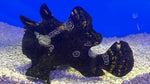 Super Wartskin Angler (Antennarius maculatus)* -WYSIWYG