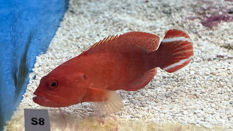 Red V Tail Grouper (Cephalopholis urodelus)*
