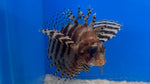Fuzzy Dwarf Lionfish (Dendrochirus brachypterus)*