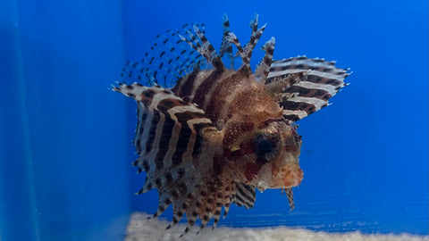 Fuzzy Dwarf Lionfish (Dendrochirus brachypterus)*