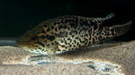 Jaguar Cichlid (Parachromis managuensis) - WYSIWYG