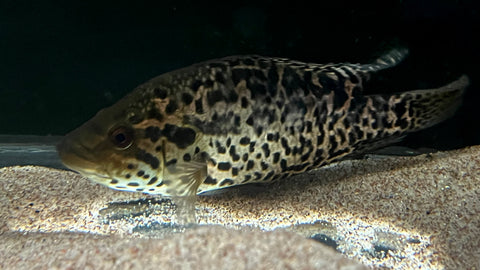 Jaguar Cichlid (Parachromis managuensis) - WYSIWYG