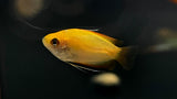 Sunset Honey Gourami (Trichogaster chuna)