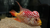 Full Pearl Golden Base Kamfa Flowerhorn - T1 WYSIWYG
