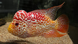 Full Pearl Golden Base Kamfa Flowerhorn - T1 WYSIWYG