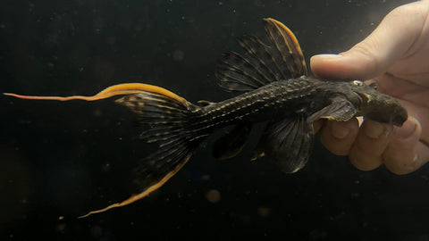 L-25 Scarlet Cactus Pleco (Pseudacanthicus pirarara) - WYSIWYG