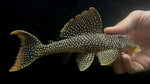 L-14 Goldie Pleco (Scobinancistrus aureatus) - Large