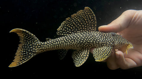 L-14 Goldie Pleco (Scobinancistrus aureatus) - Large