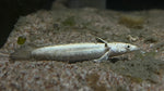 Platinum Endlicheri Bichir (Polypterus Endlicheri) - Small RARE